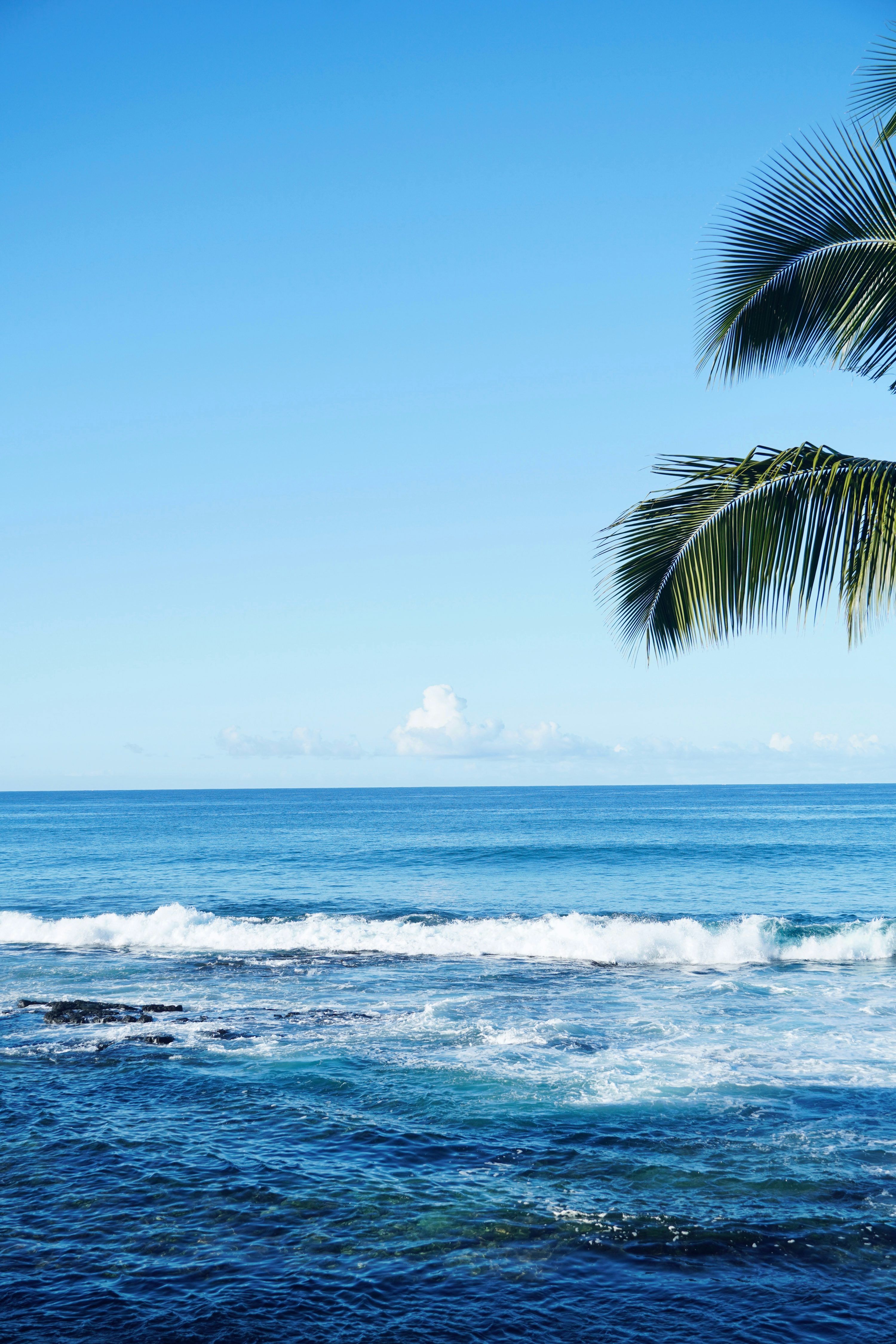 3000x4500 A palm tree on a beach with the ocean in the background