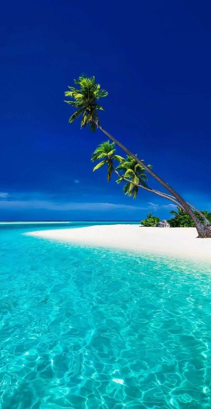 736x1423 Beautiful Beach Picture with Palm Tree and Clear Blue Water. Fiji beach wallpaper, Bahamas beach wallpaper, Clear water beach image
