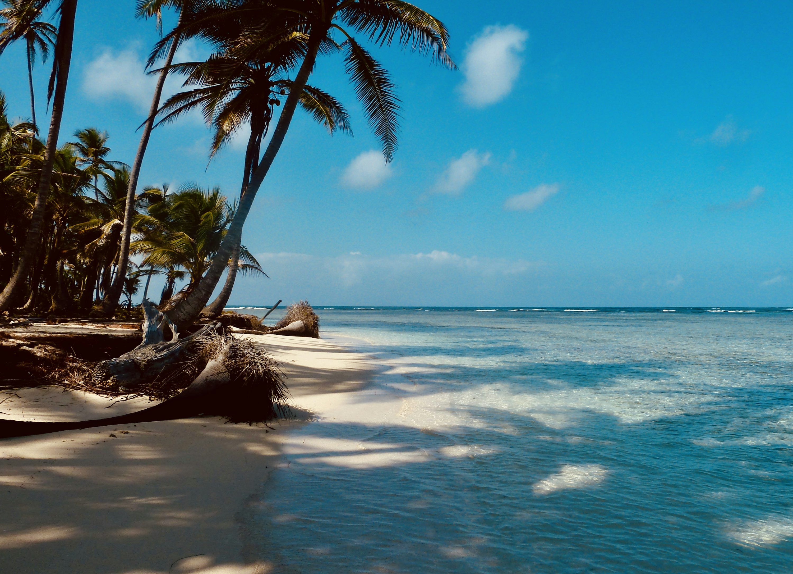 3000x2170 Palm tree on beach shore during daytime
