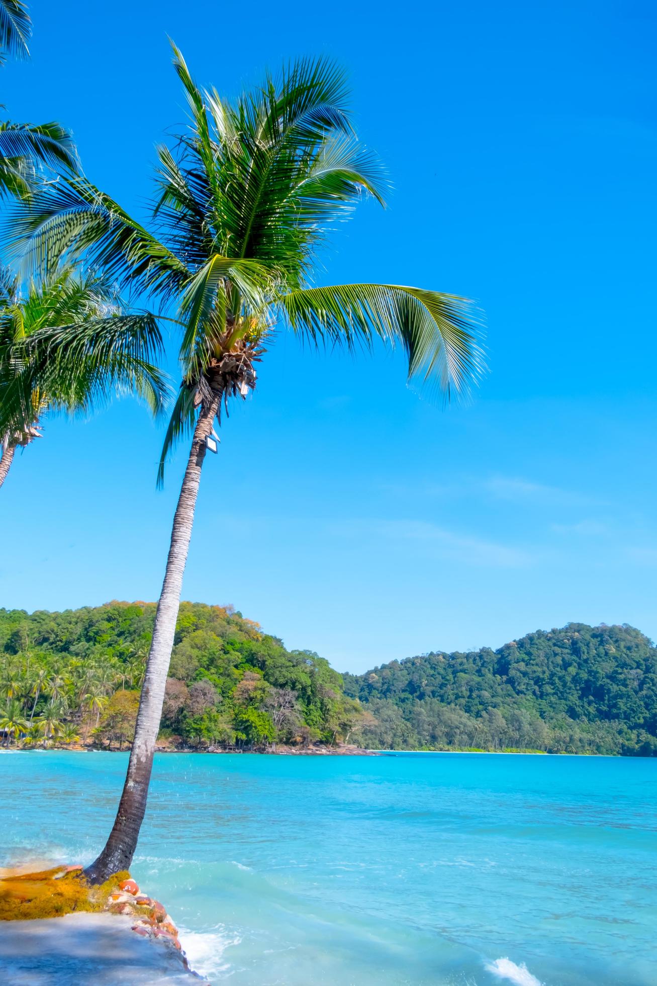 1307x1960 Beautiful sea on tropical beach with palms tree and blue sky for travel in holiday relax time