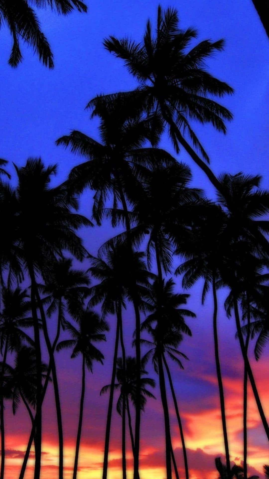 1080x1920 Download Blue Sky Sunset With Palm Tree Wallpaper