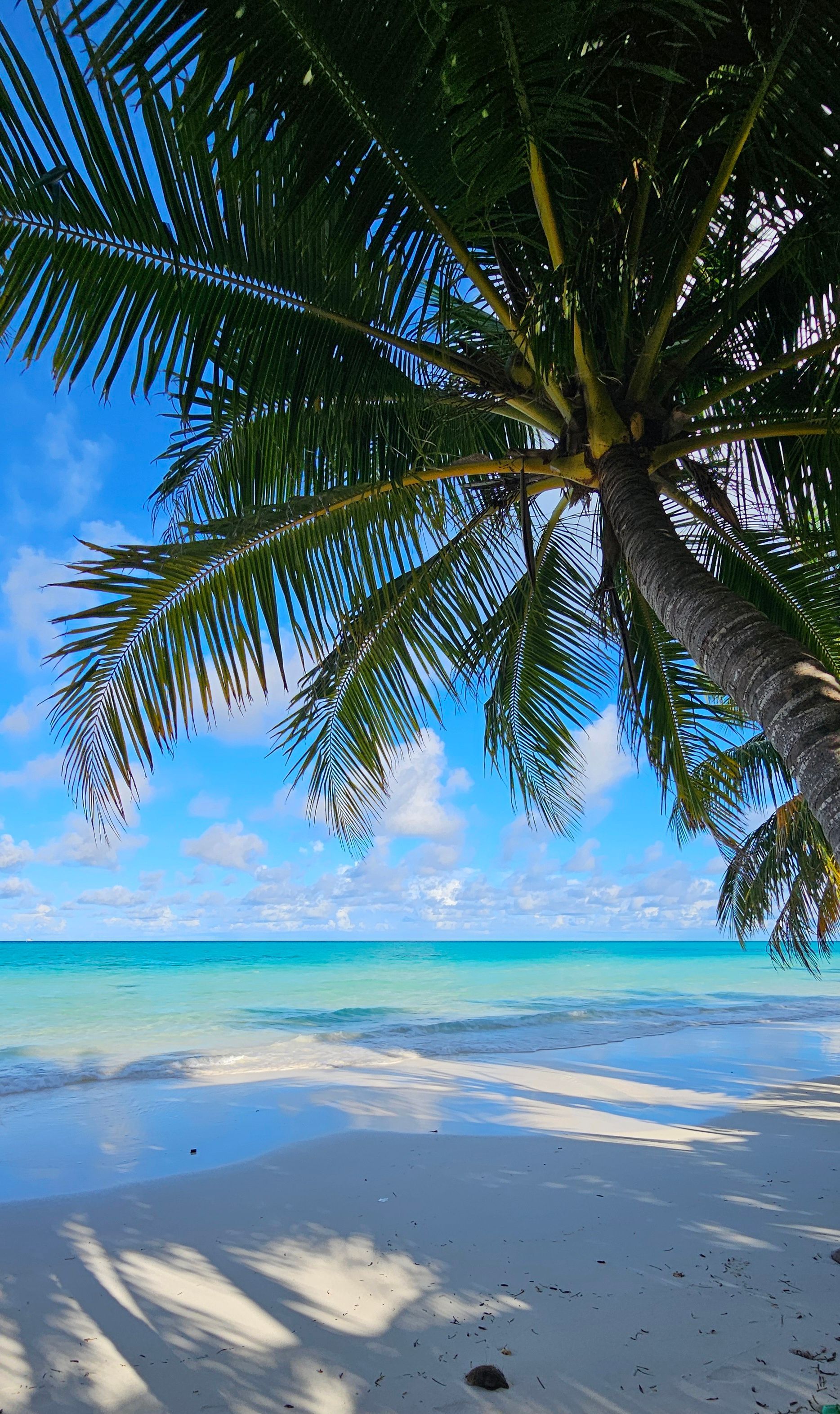 1868x3142 Tropical Beach with Palm Trees and Blue Sky · Free