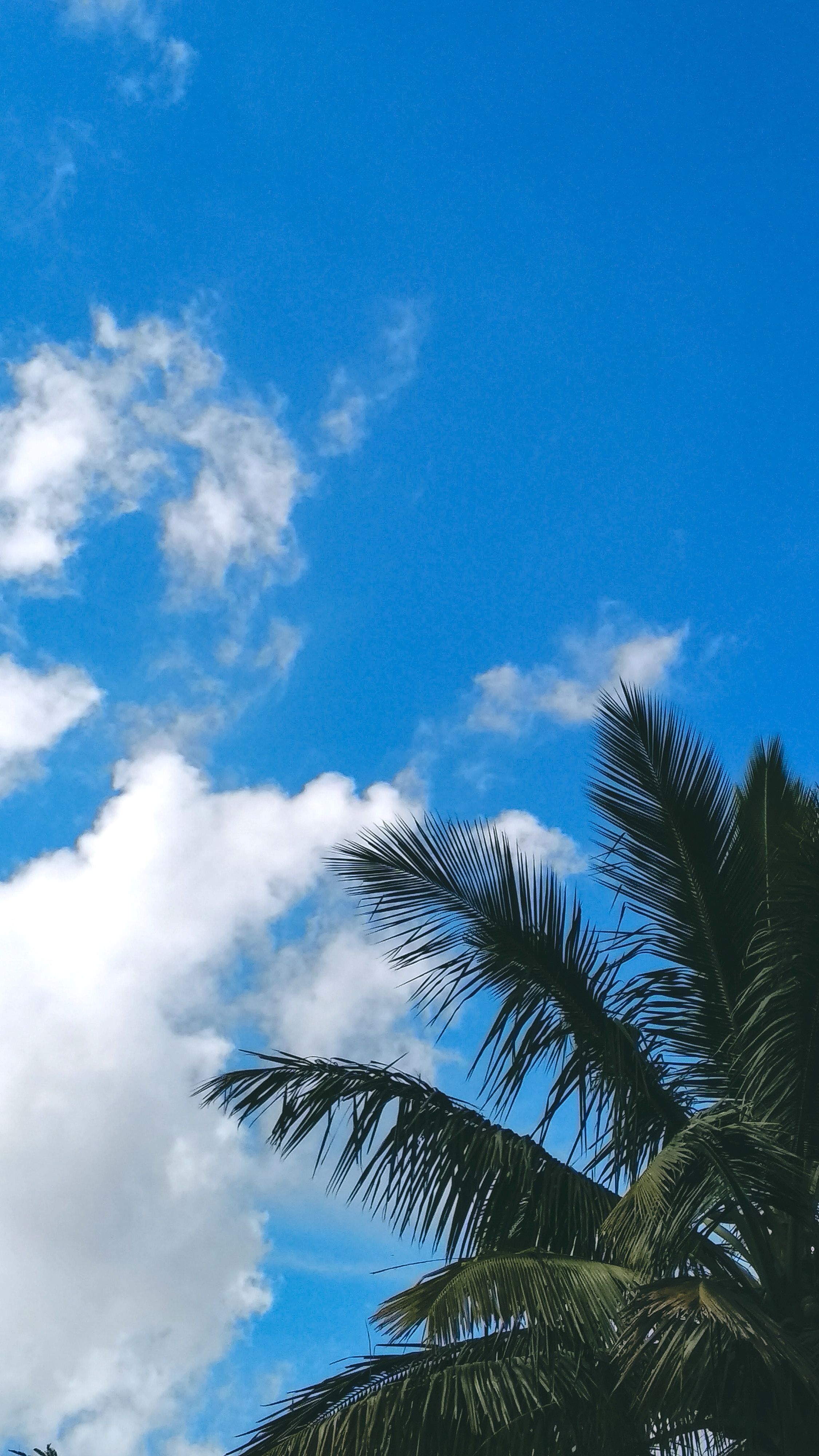 2250x4000 Wallpaper Branch, Palm Trees, Leaf, Blue, Tree, Background Free Image