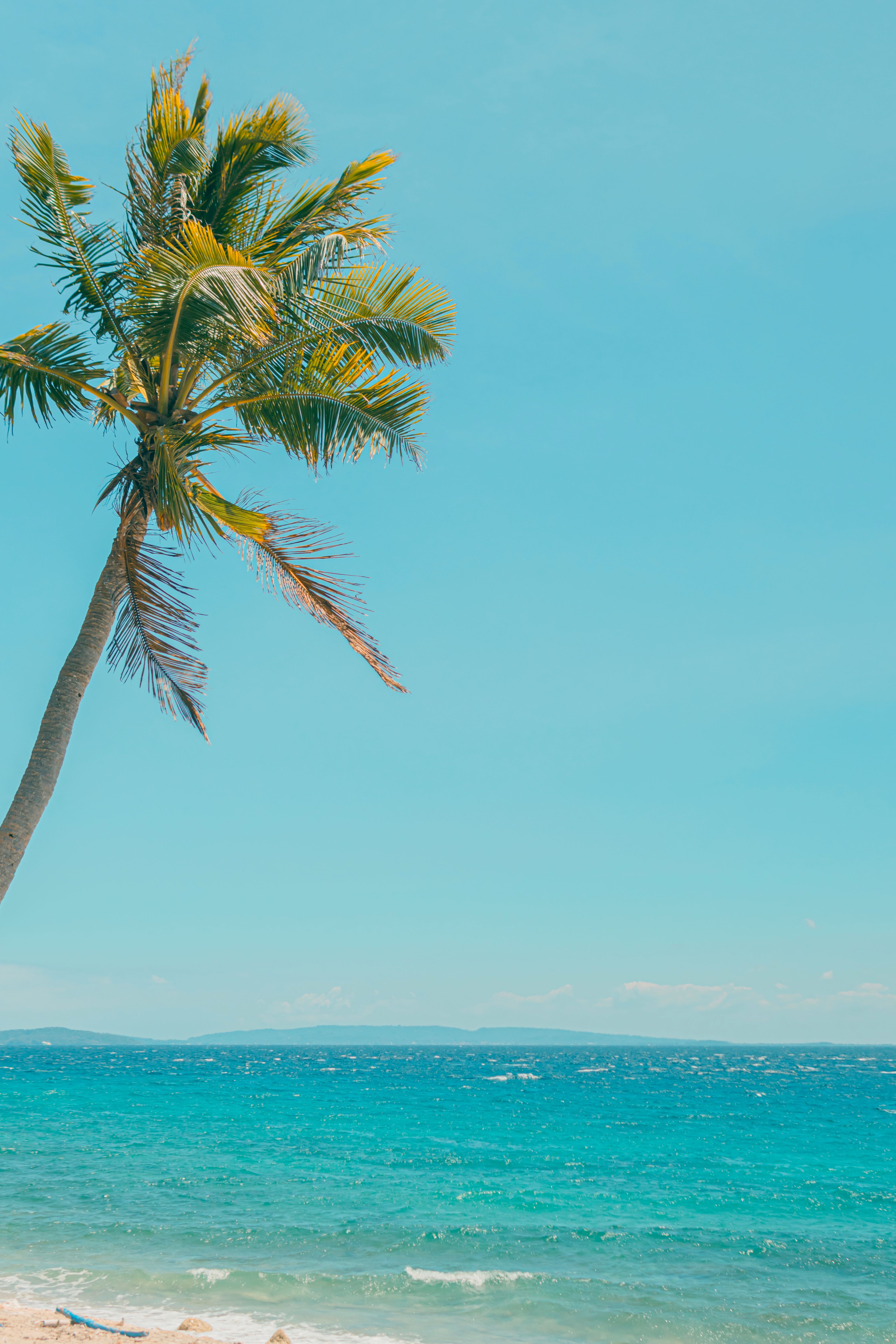 4000x6000 Palm Tree Growing over Blue Ocean · Free