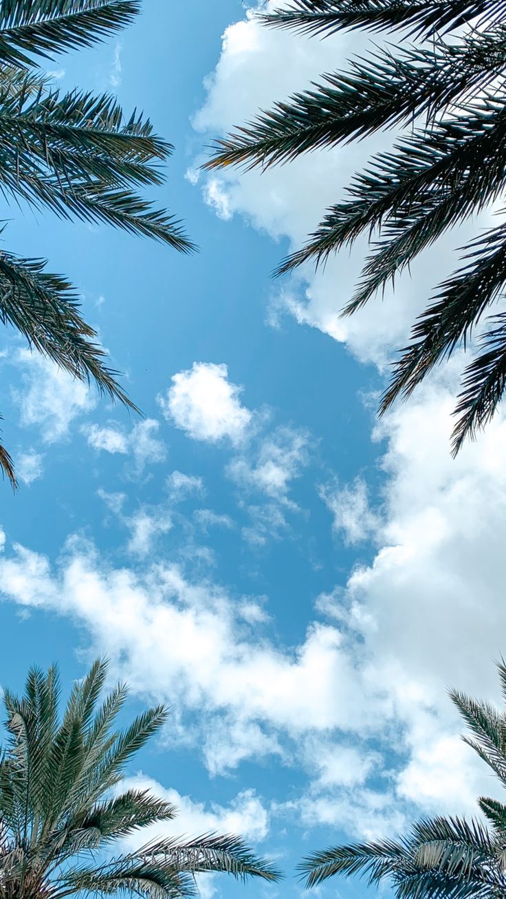 736x1308 Palm Tree Summer Aesthetic Wallpaper