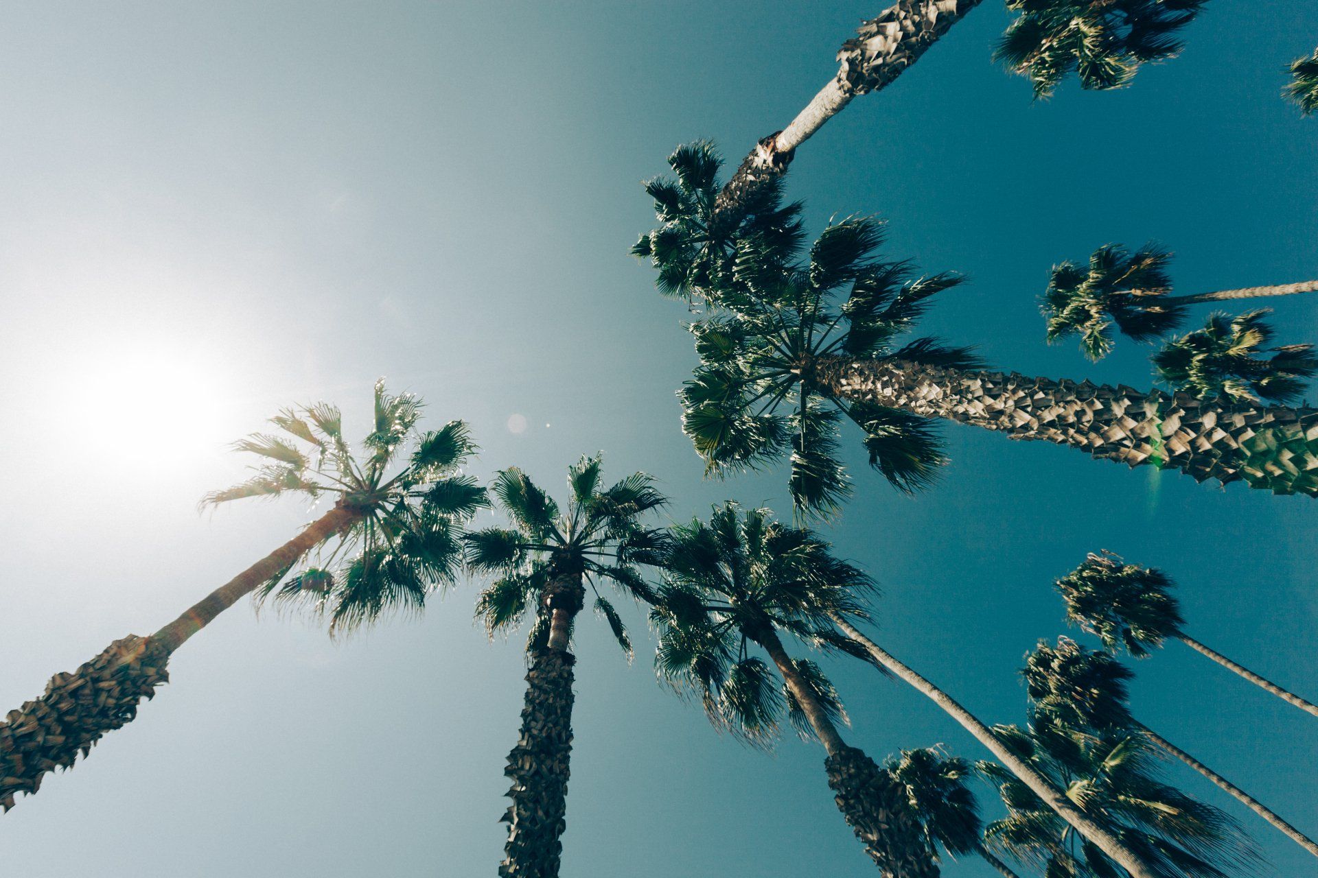 1920x1280 Download Nature Palm Tree Tree 4k Ultra HD Wallpaperx3744