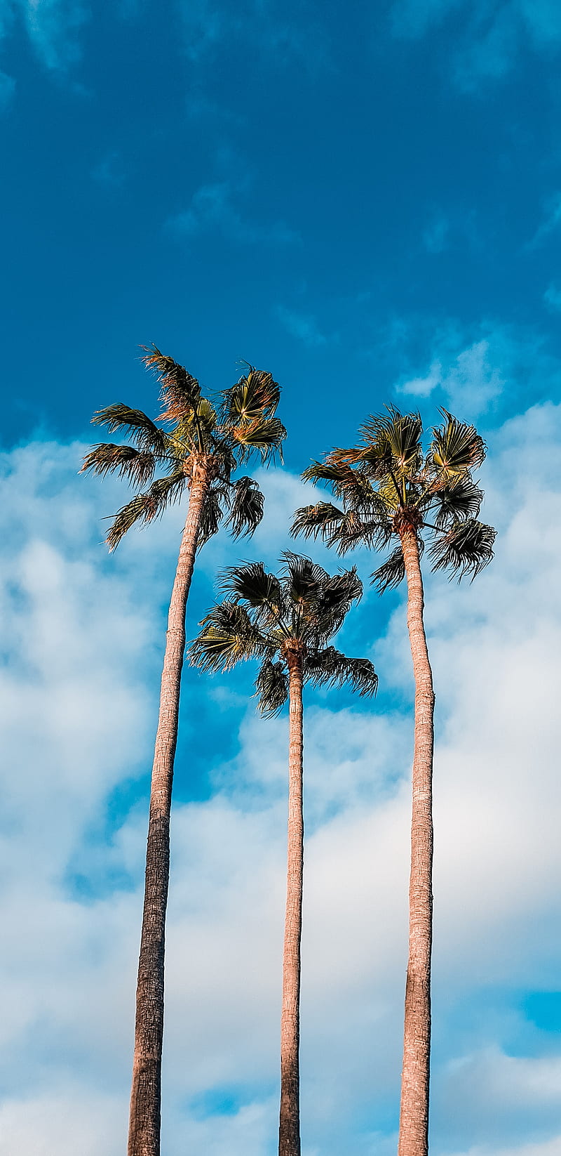 800x1646 Palm trees, sky, clouds, tropics, trees, HD phone wallpaper