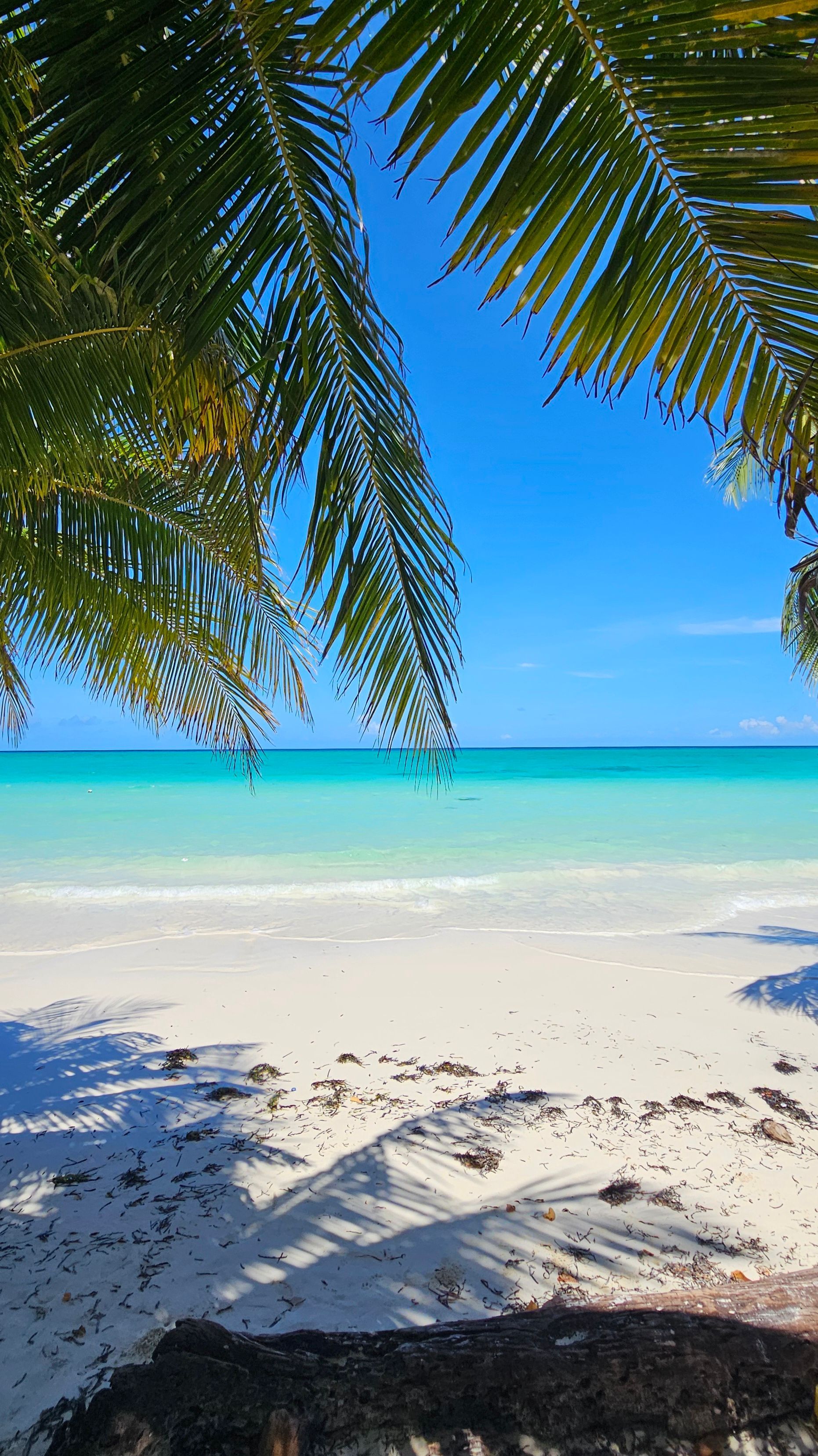 1862x3314 Tropical Beach with Palm Trees and Blue Sky · Free