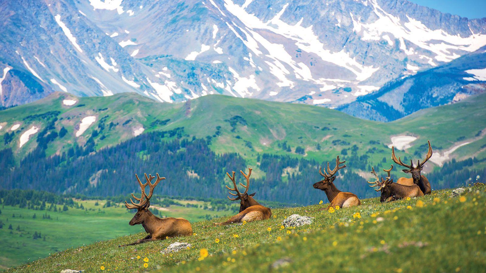 Rocky Mountain Elk Wallpapers - Top Free Rocky Mountain Elk Backgrounds ...