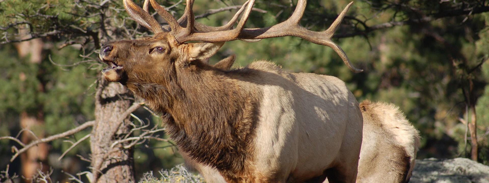 Rocky Mountain Elk Wallpapers - Top Free Rocky Mountain Elk Backgrounds ...