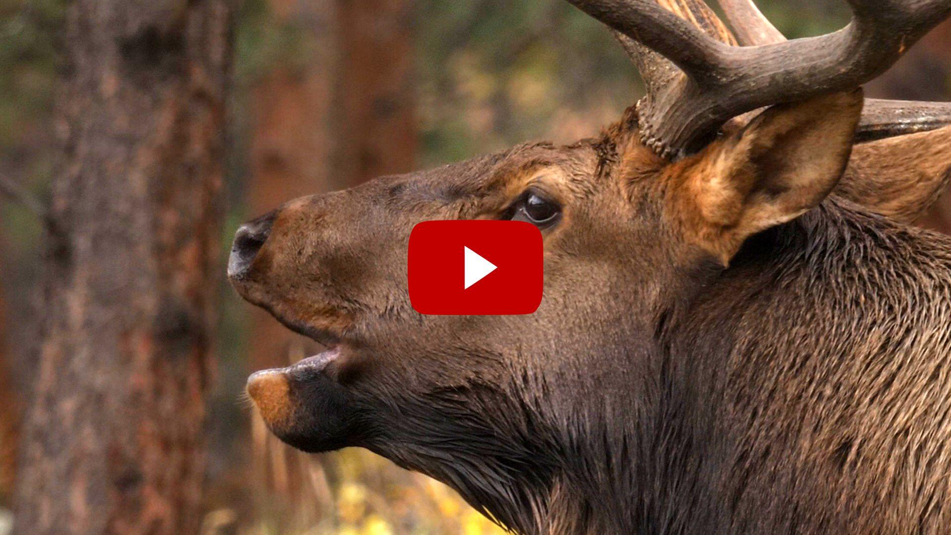 1920x1080 Livin' the Wildlife: Rocky Mountain Elk Outdoors Online