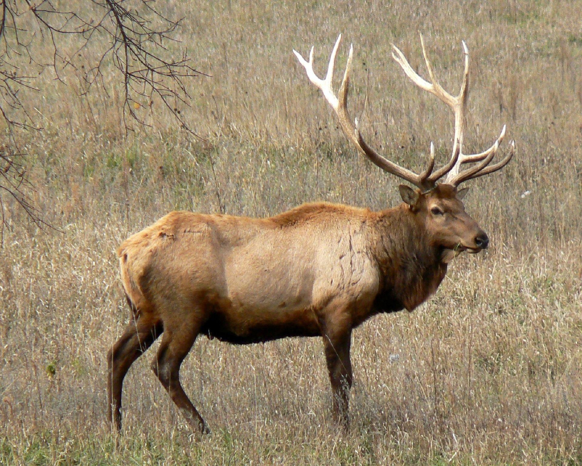 1920x1536 Free photo: Rocky Mountain Elk, Elk, Horn