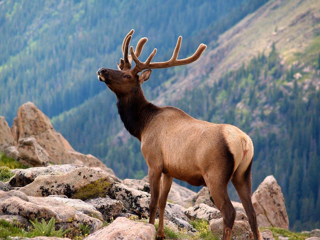 pictures of rocky mountain elk
