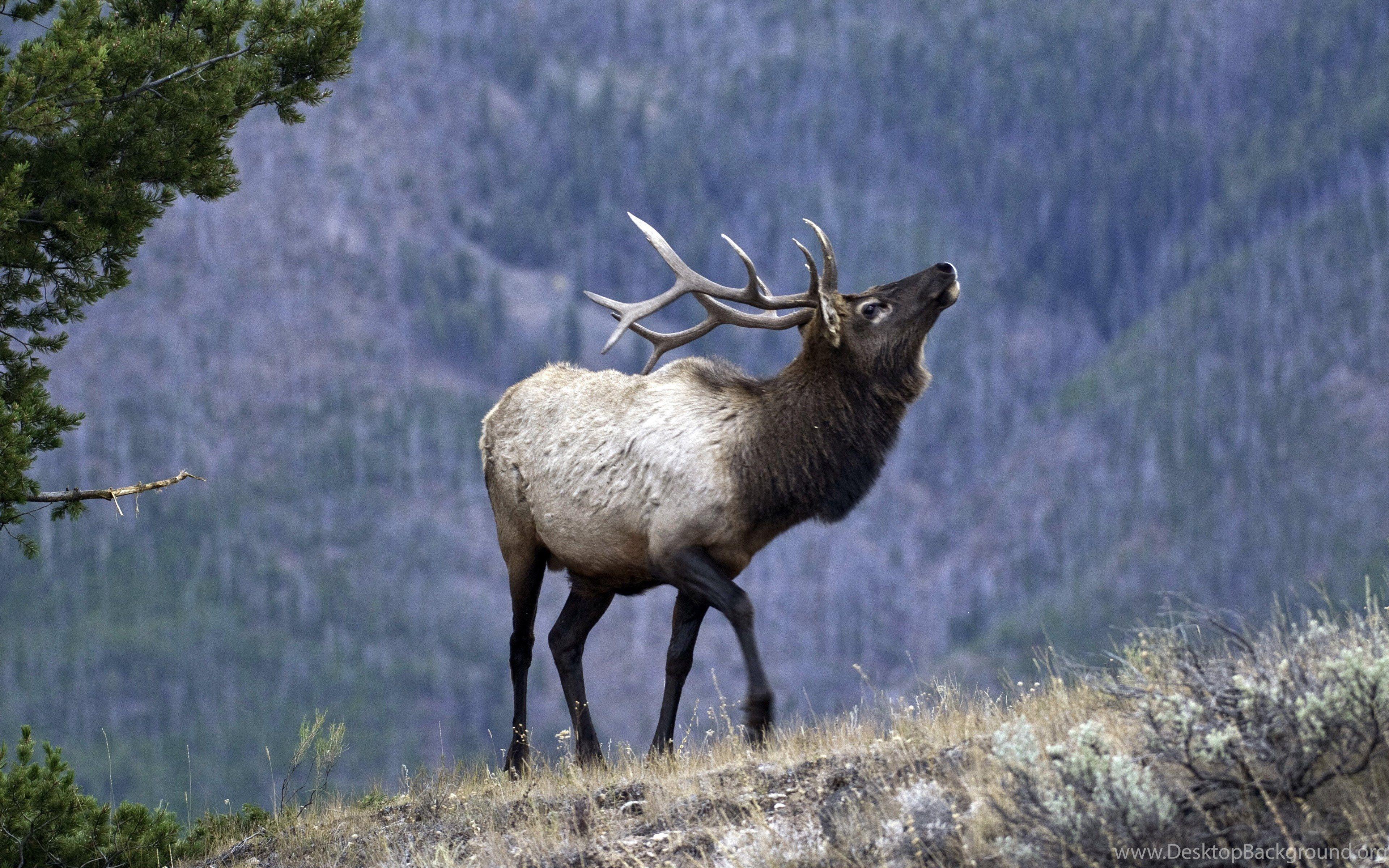 Rocky Mountain Elk Wallpapers Top Free Rocky Mountain Elk Backgrounds