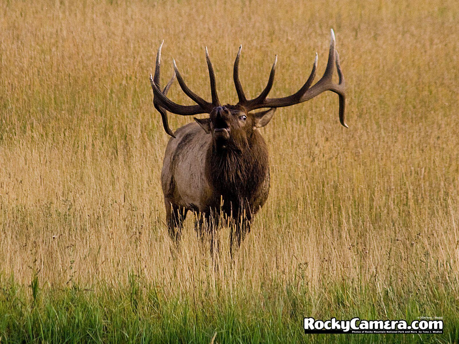 Rocky Mountain Elk Wallpapers Top Free Rocky Mountain Elk Backgrounds