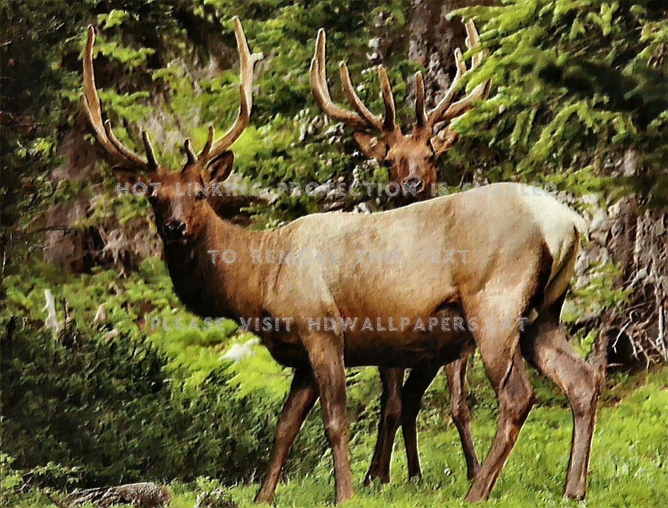 1366x1040 rocky mountain elk f art wildlife wide deer