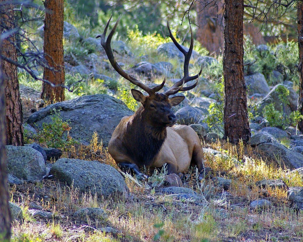 pictures rocky mountain elk
