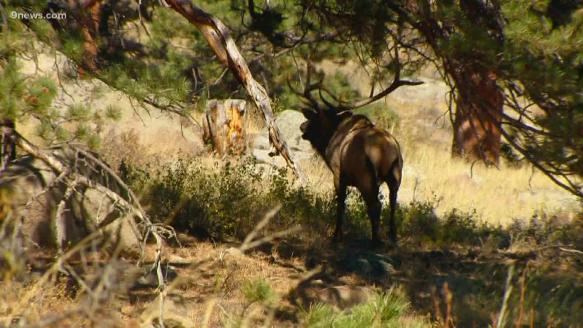 1920x1080 You can watch elk try to find love in this Colorado town