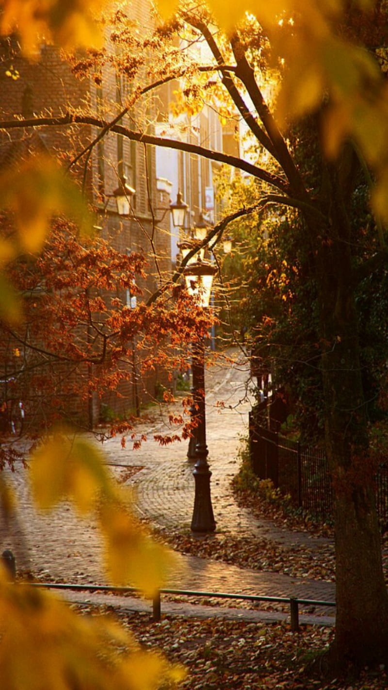 800x1422 Autumn, in the city, HD phone wallpaper