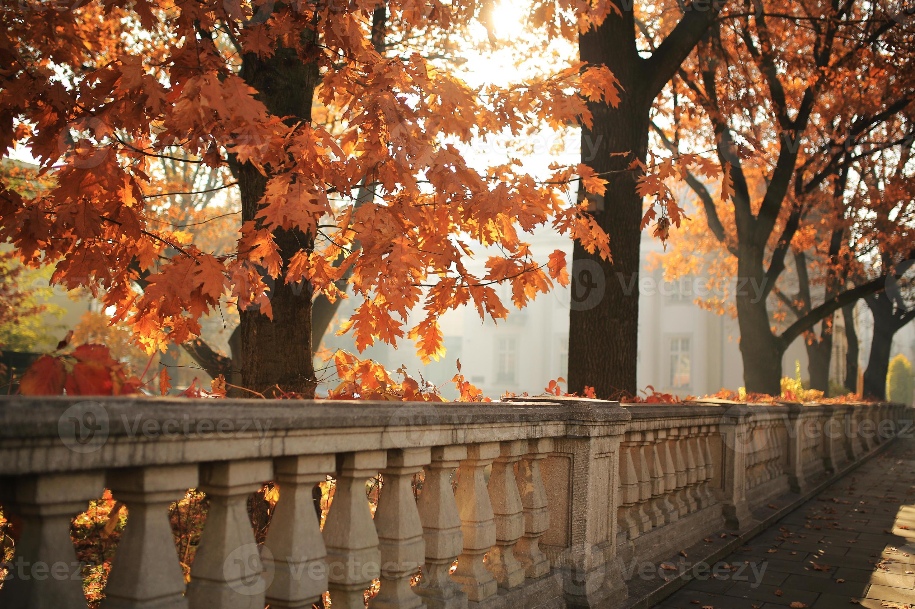 2941x1960 Autumn landscape, autumn city park with fallen yellow autumn leaves and autumn trees