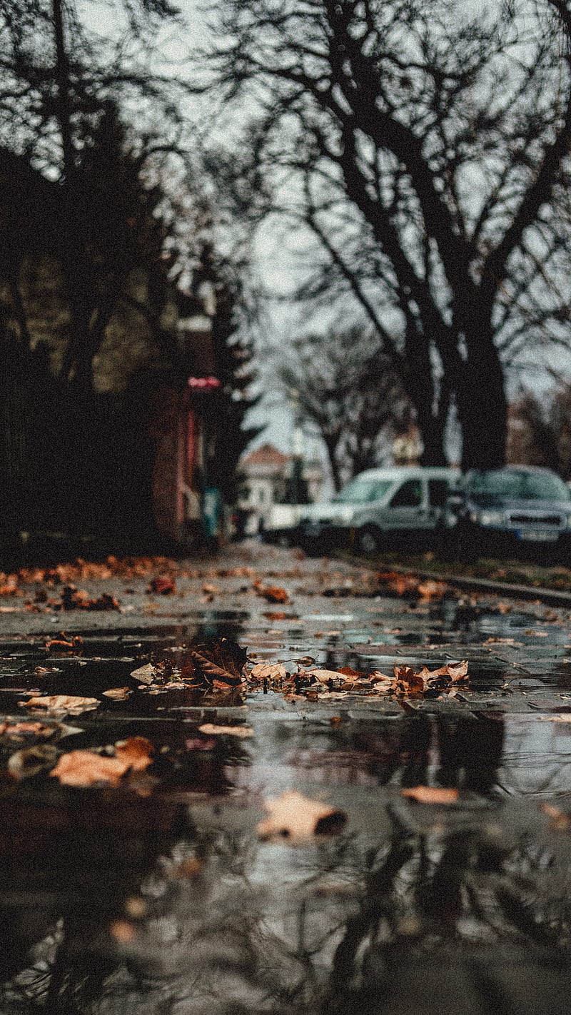 800x1422 Autumn, city, leaves, mood, graphy, rain, rainy, sad, street, urban, HD phone wallpaper