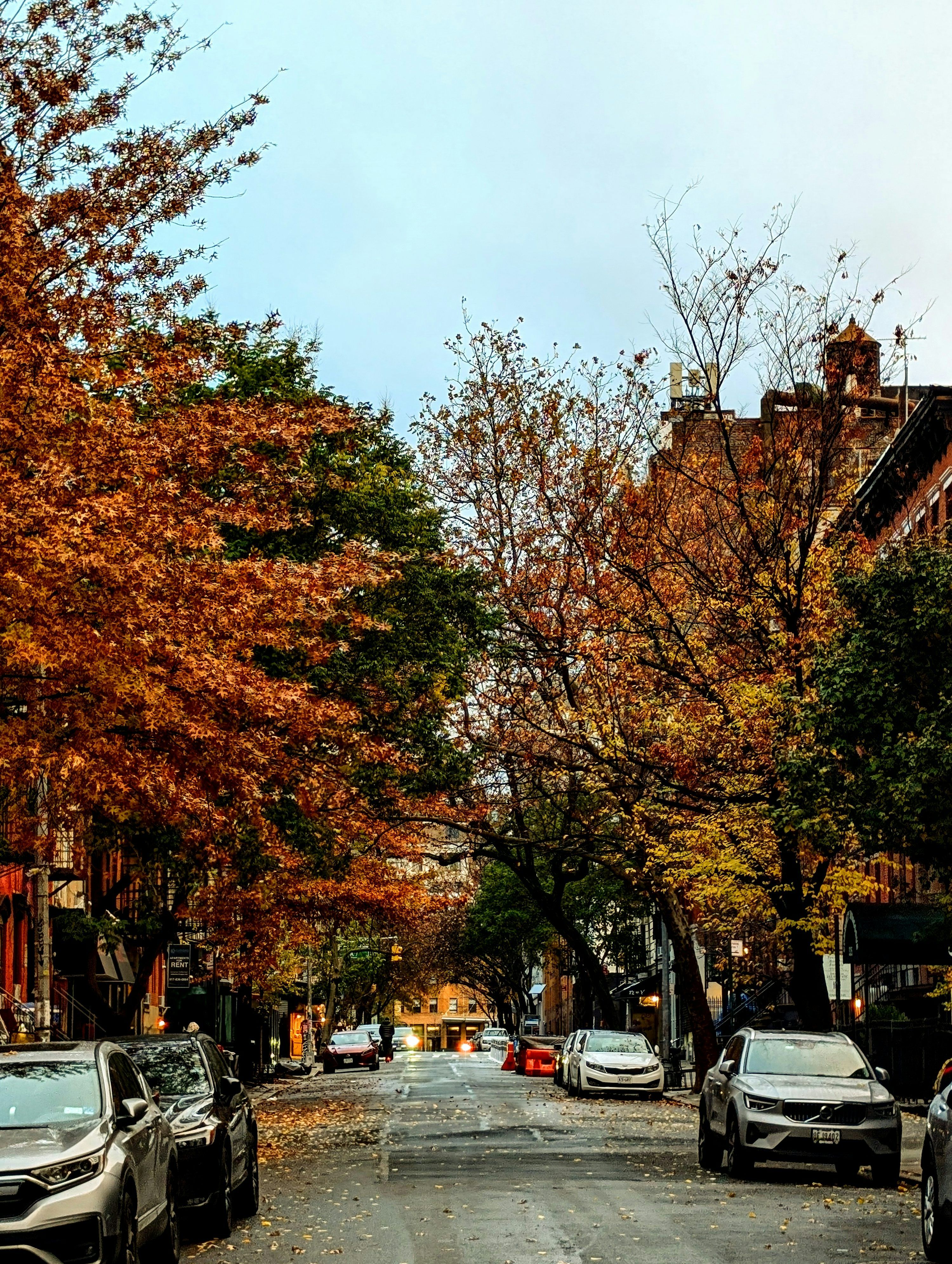 3000x3984 Autumn trees line a city street