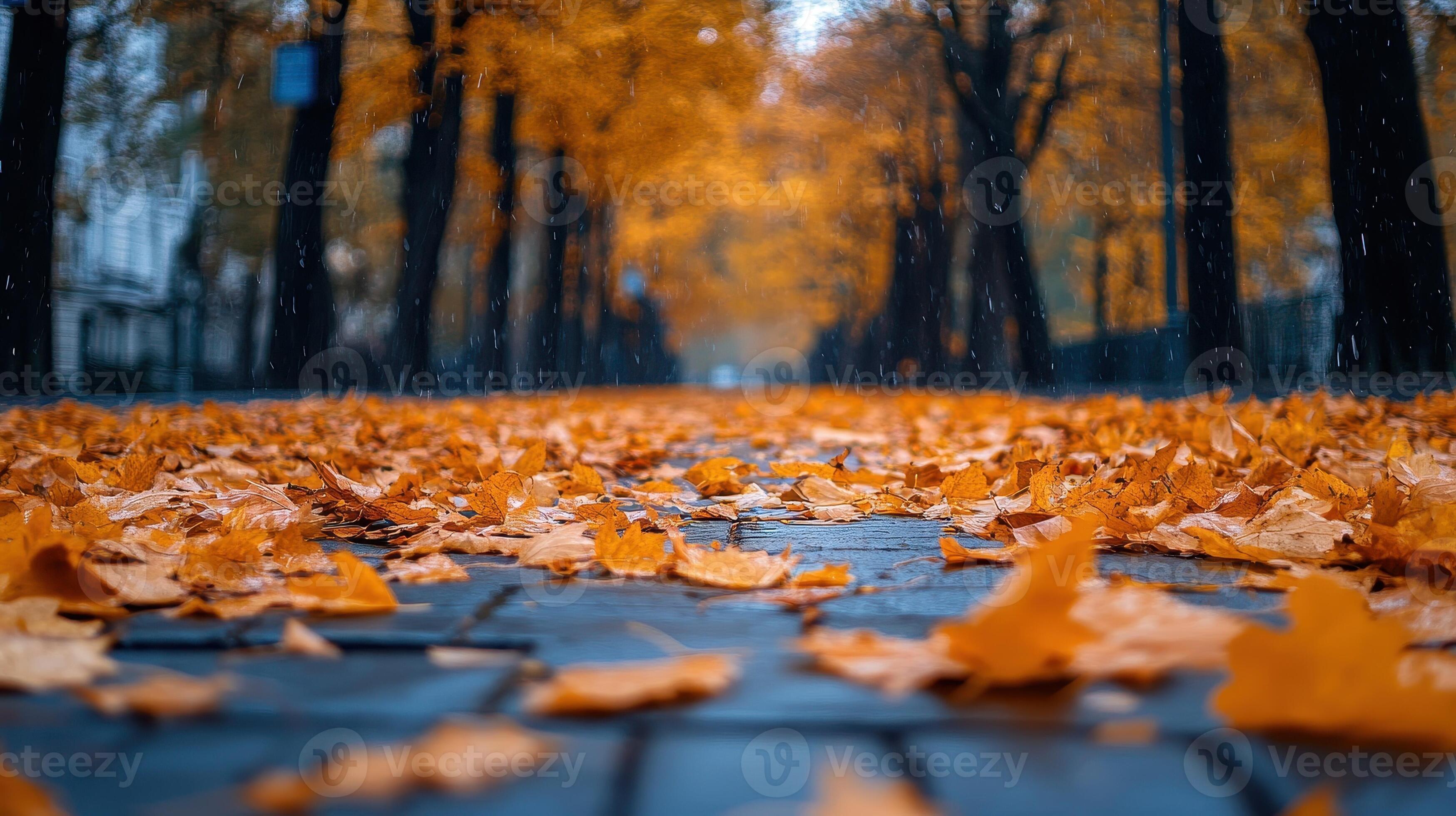 3497x1960 Rainy autumn day, leaves on city path, trees in background, nature wallpaper