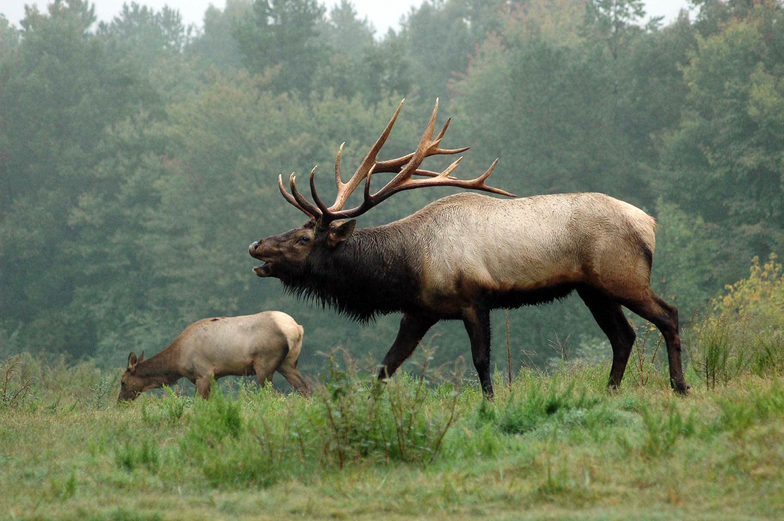 1600x1064 Return Of A Native: The Virginia Elk H. Funk • Award Winning Journalist