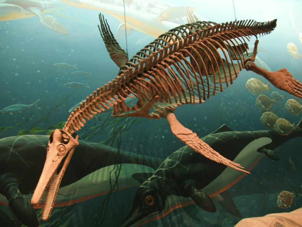 1024x768 Plesiosaur Fossil at Natural History Museum. A plesiosaur