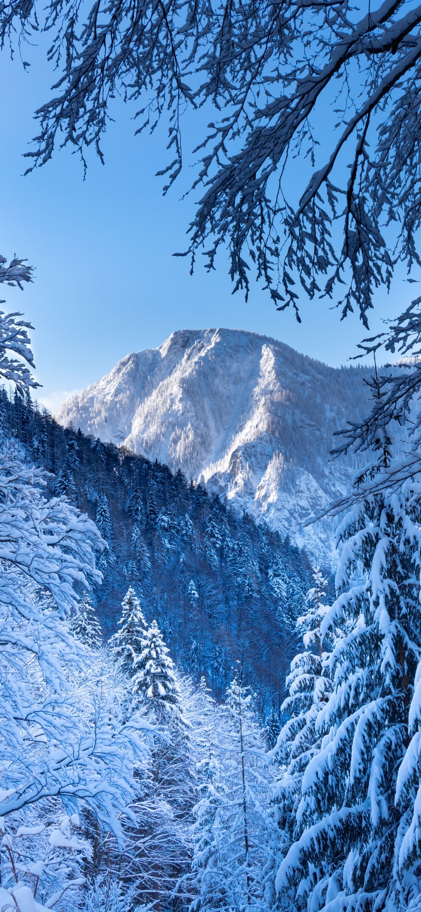 1440x3120 Phone wallpaper: Earth, Winter, Austria, Alps, Mountain 1426132
