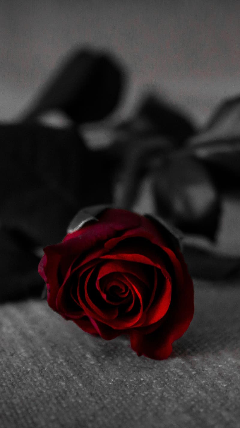 800x1422 Red Rose Flower With Black Leaf, red rose flower, leaves, black, background, HD phone wallpaper