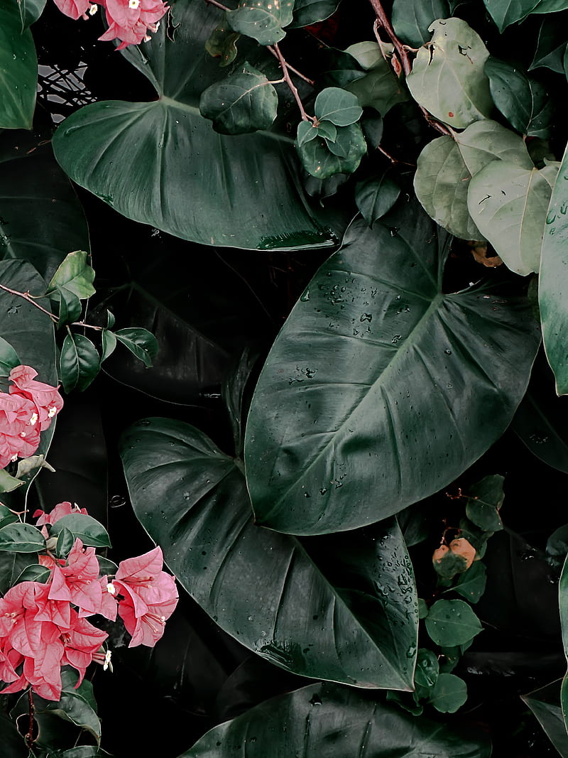 800x1067 Plant, leaves, flowers, inflorescences, exotic, green, glossy, HD phone wallpaper