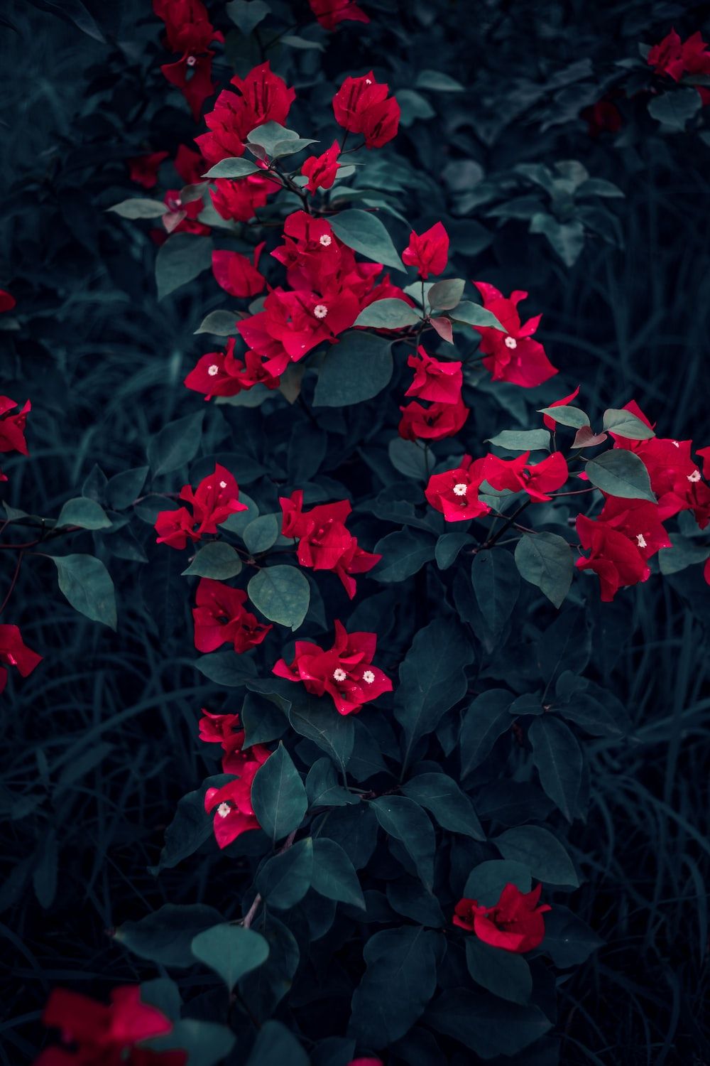 1000x1500 Leaves And Flowers Wallpaper