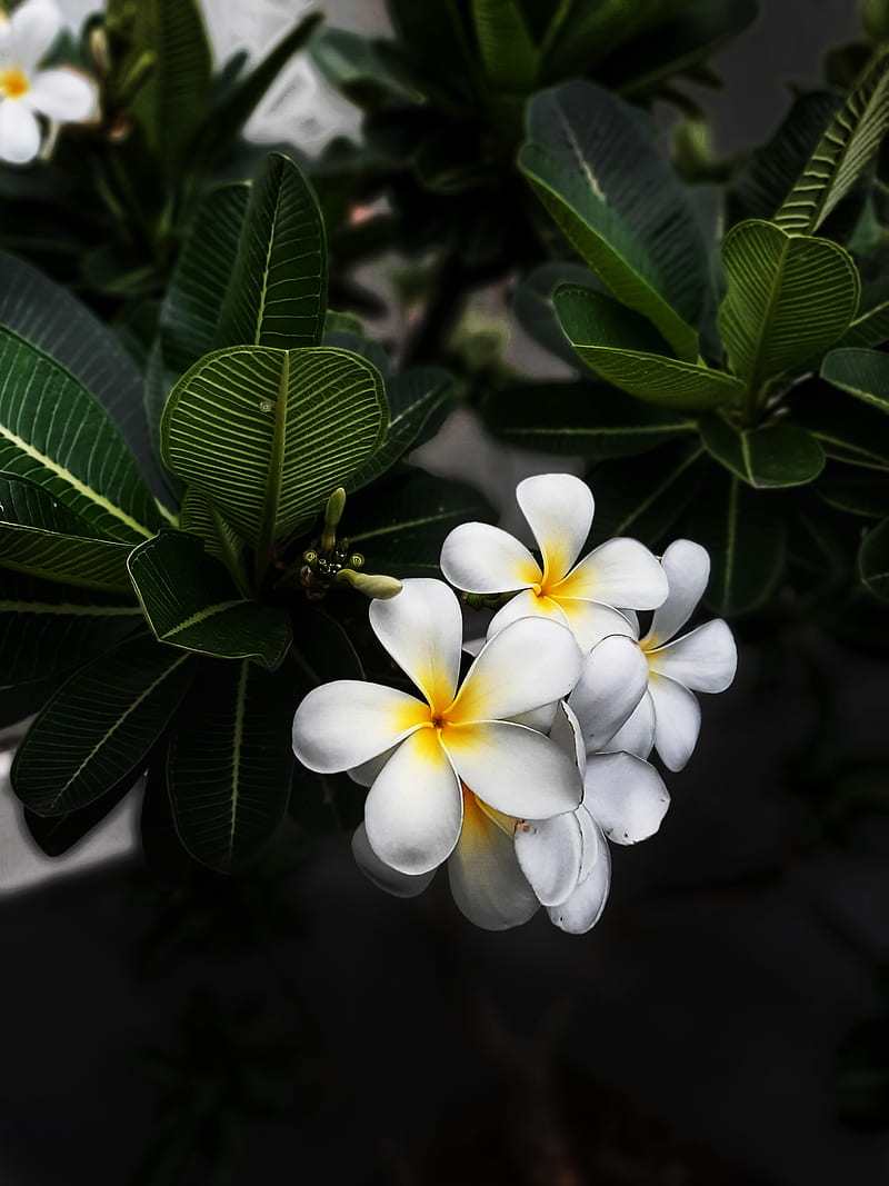 800x1067 Flowers, awesome, beauty, flower, leaf, natural, nature, graphy, quotations, HD phone wallpaper