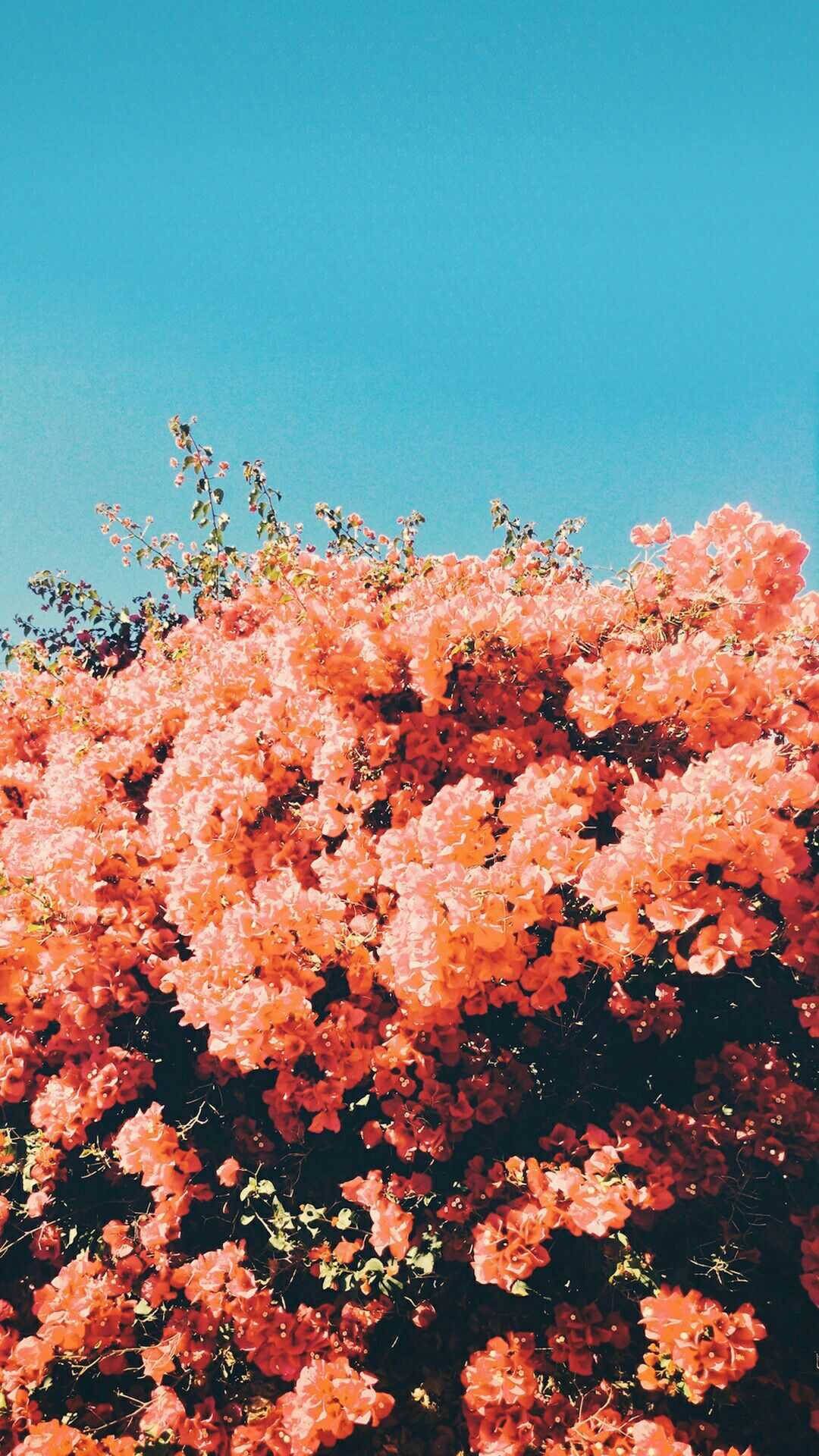 1080x1920 Download Vibrant Bougainvillea Spring Aesthetic Wallpaper