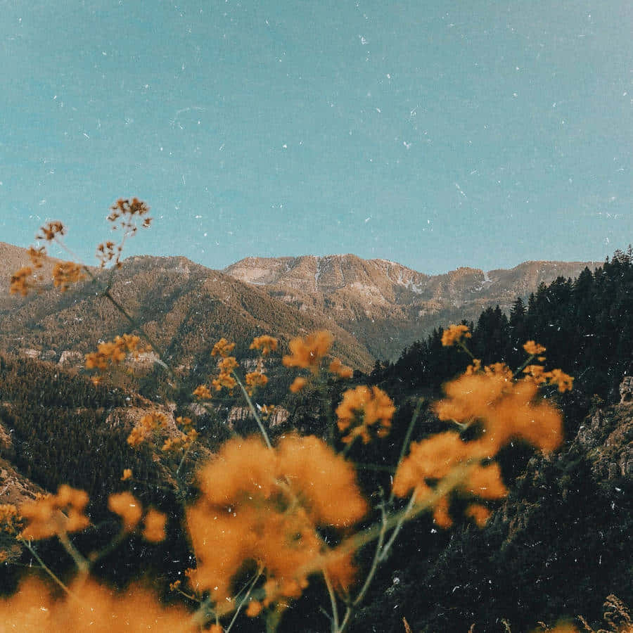 900x900 Download Golden Mountain Meadow Bright Aesthetic Wallpaper