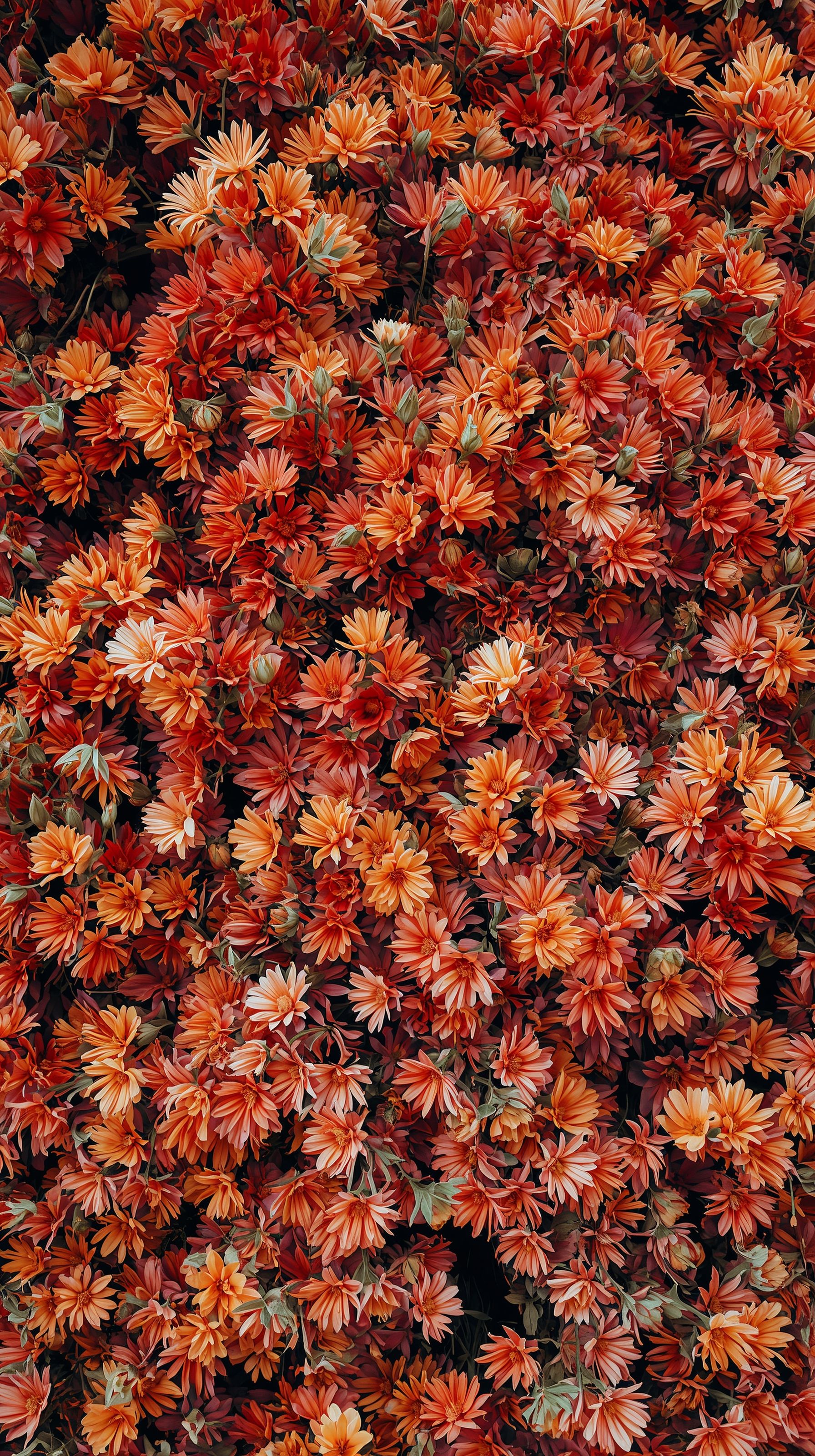 1792x3200 First Bloom Spring Wallpaper Aesthetic