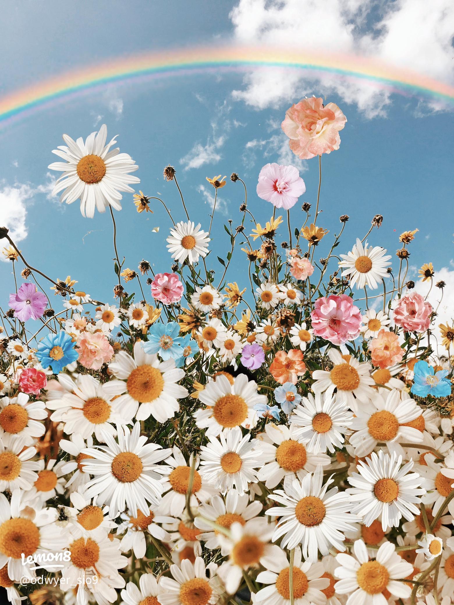 1560x2080 Aesthetic Blue Sky Daisies