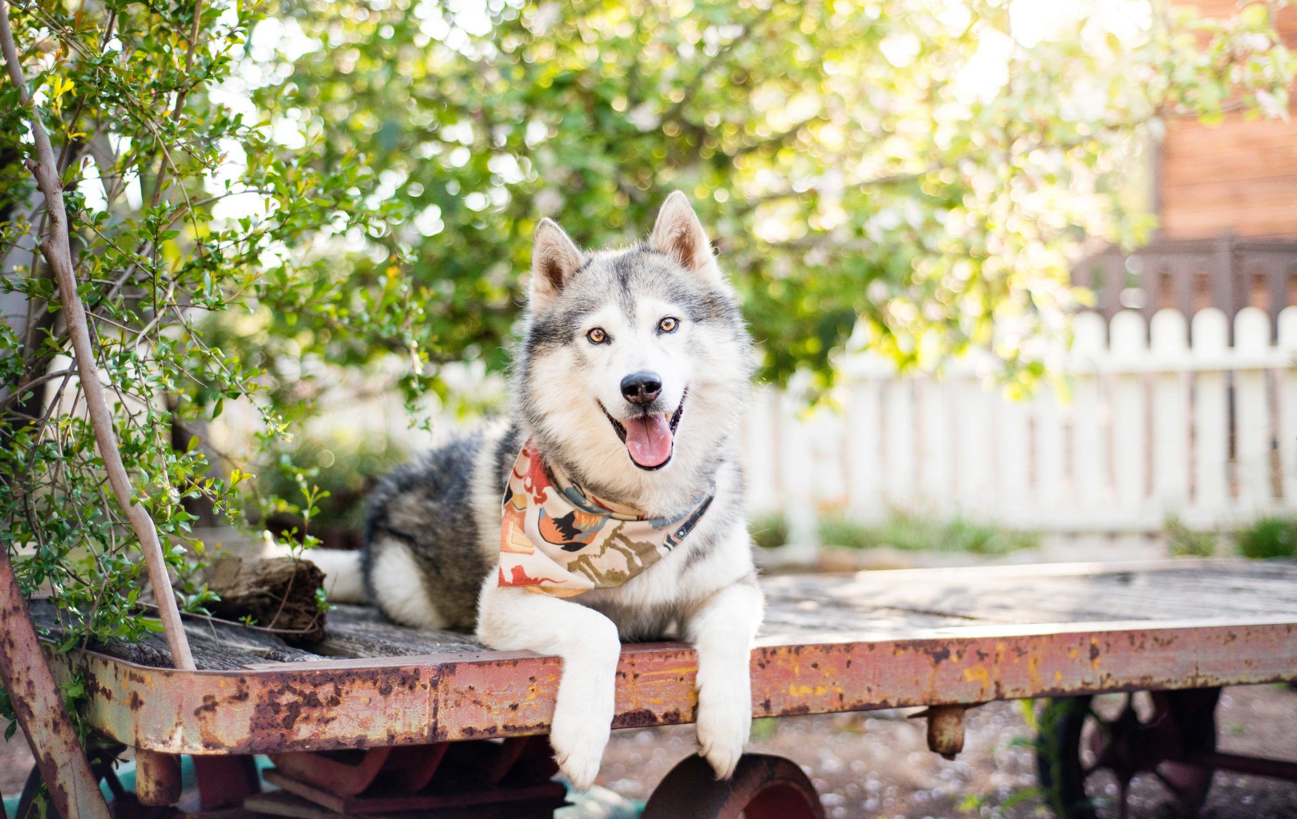 2560x1617 Capturing Adoption Photo for Your Rescue Foster Dogs. Westway Studio. San Diego, CA