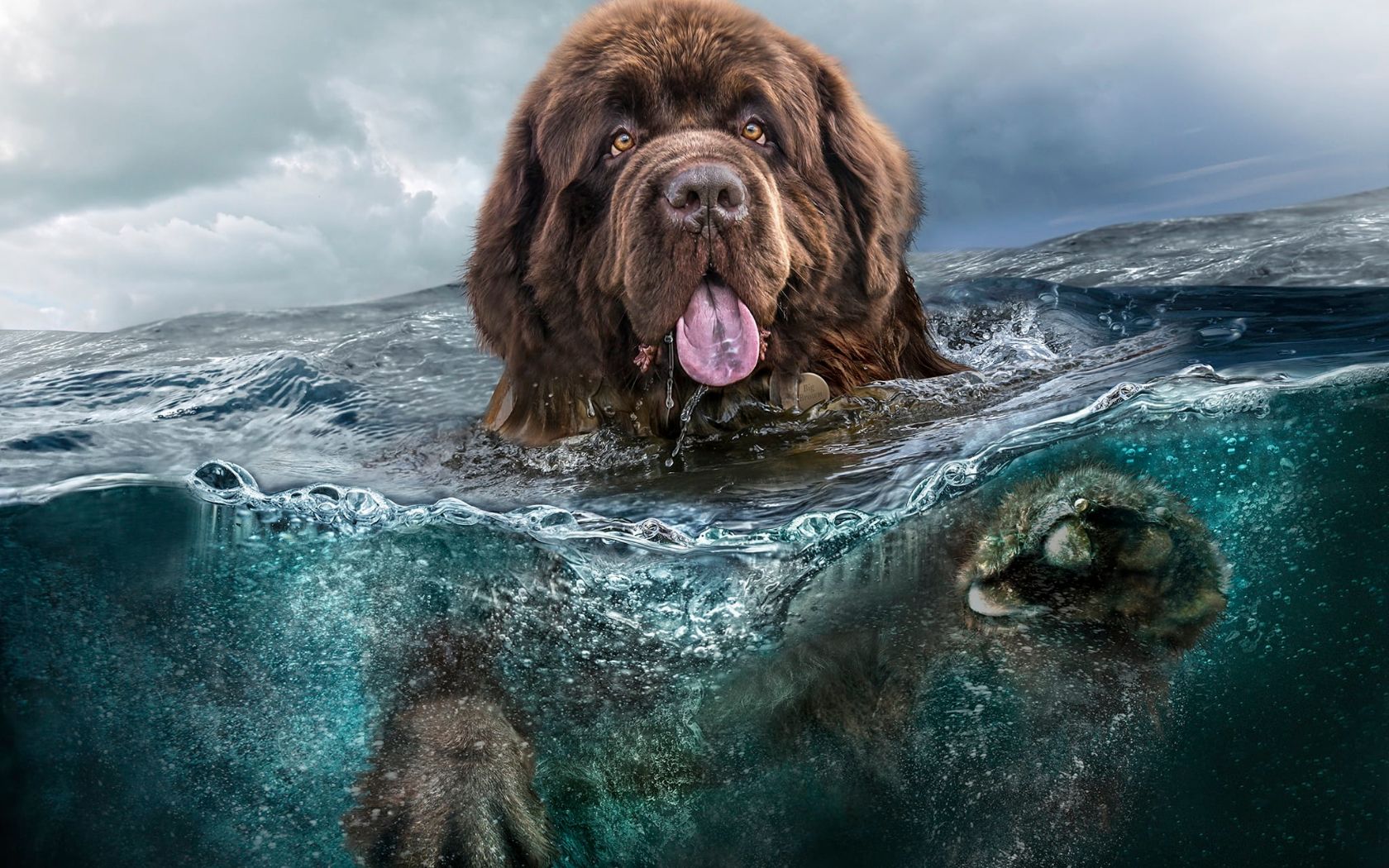 1680x1050 Water Rescue Dogs and Water Search Dogs: What's the Difference?