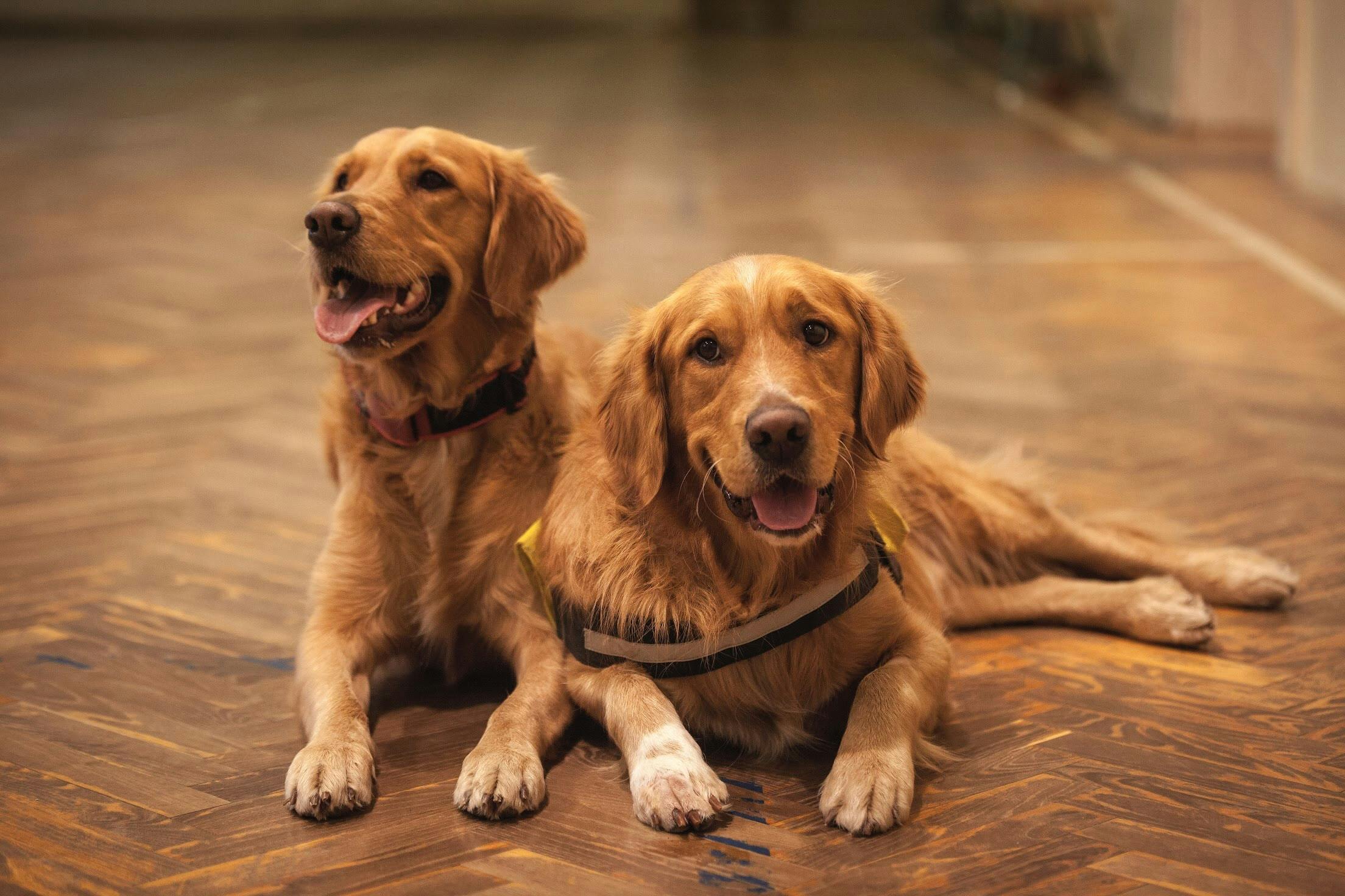 2208x1472 Heartwarming Pet Rescue Stories This Holiday Season