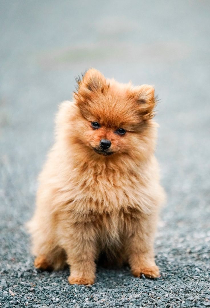 736x1080 Dog. Dogs. Dog Wallpaper. Dog Aesthetic. Dog Lover # 122