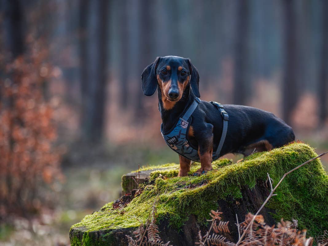 1068x801 Rescue Dogs: Heartwarming Stories, Cute Moments & Hope