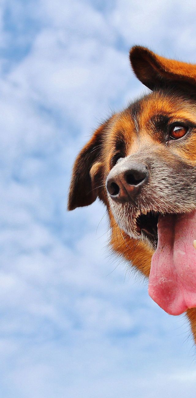 640x1296 Cincinnati dog adoptions. Cincinnati. Sheltered Paws Dog Rescue
