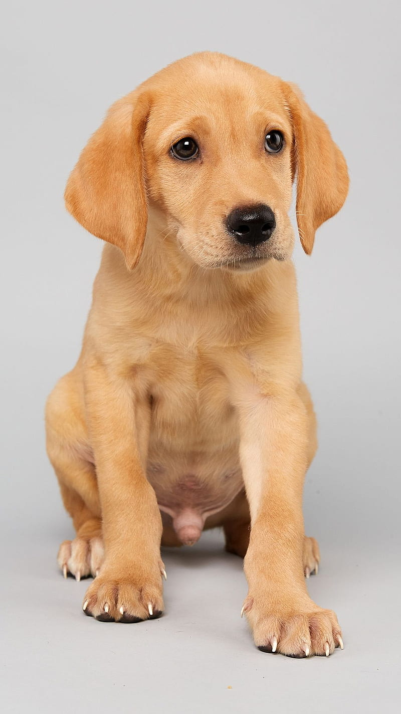 800x1422 1320x2868px, 2K free download. Puppy Bowl, adopt a best friend, rescue a homeless pet, HD phone wallpaper