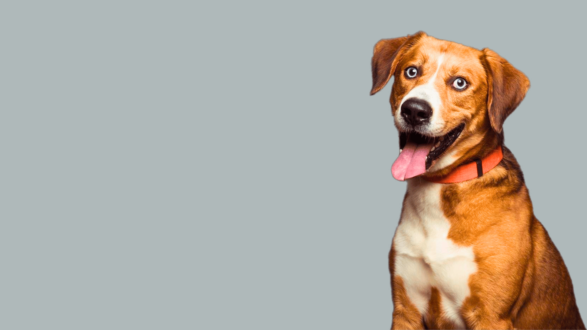 1920x1080 RESCUEDohio rescue & adoptions in Central Ohio
