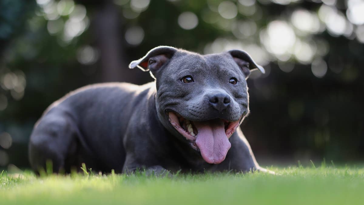1200x675 Gentle Rescue Dog Trying to Play With Tiny Foster Puppy Is Melting Hearts