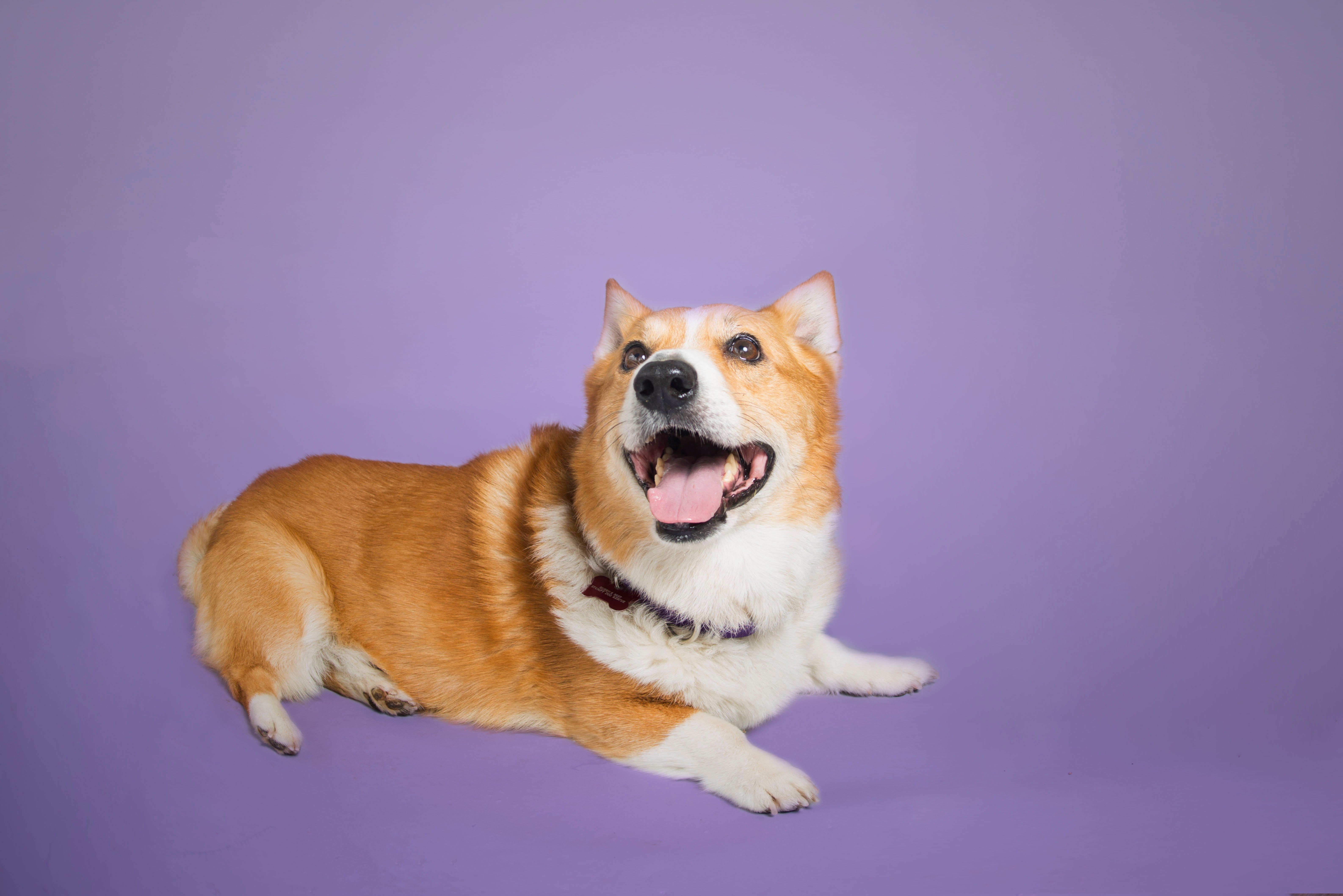 6344x4234 Special Needs Corgis Ready for Their Closeups
