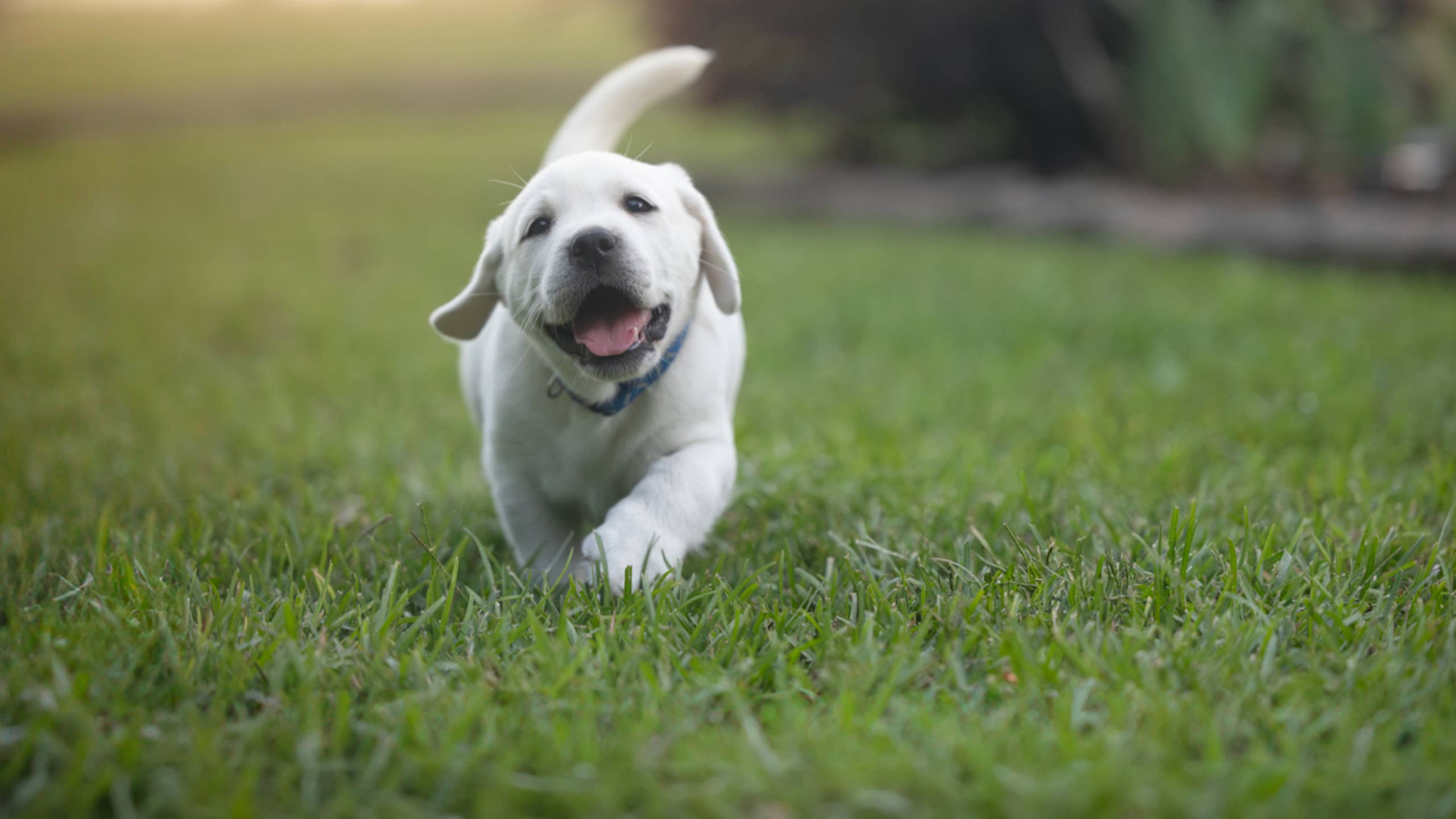2560x1440 Rescue Dog Can't Contain Her Joy Over 12 Foster Puppies