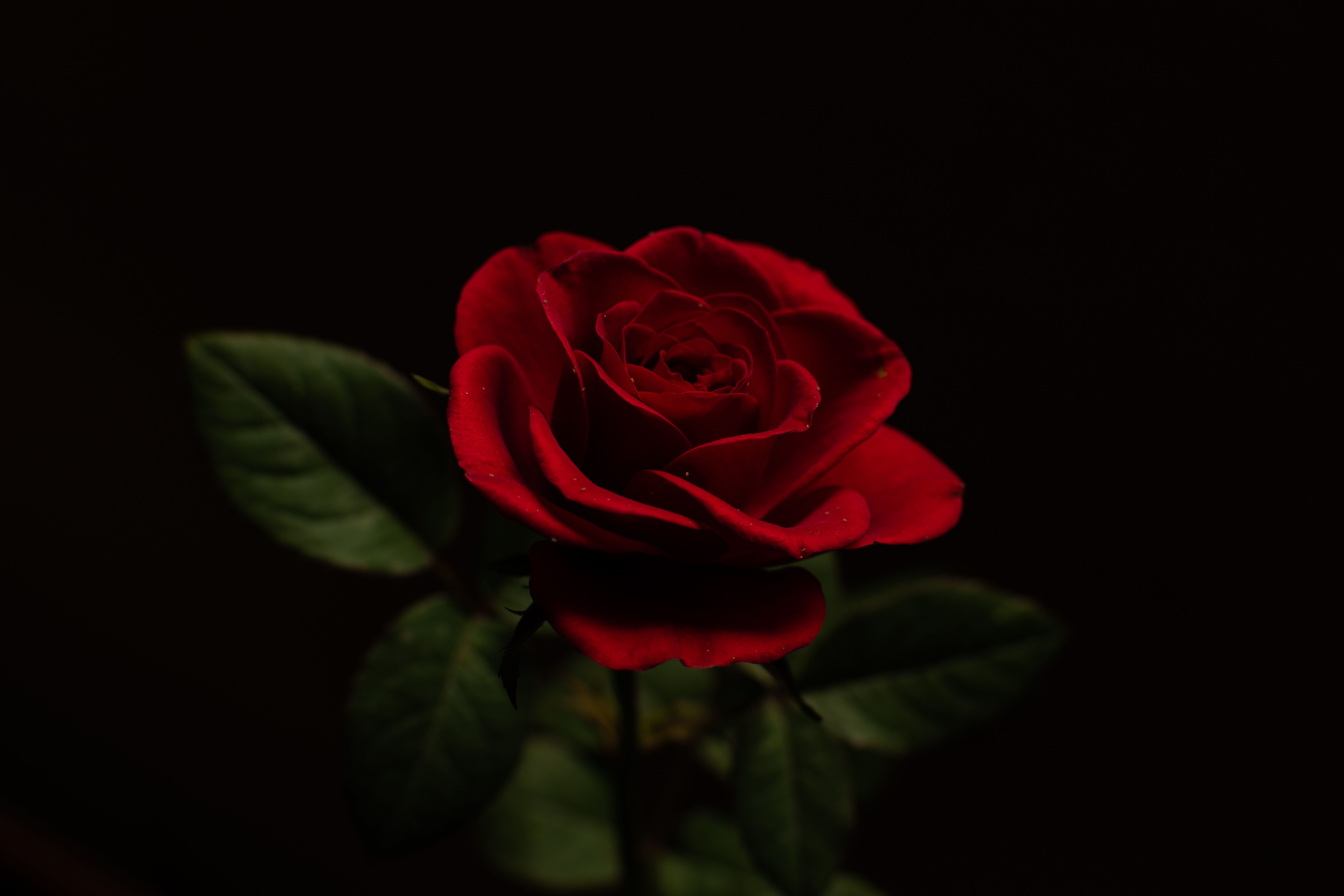 6000x4000 Photograph of a Red Rose with a Black Background · Free